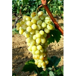 KURT KUYRUĞU ÜZÜMÜ KURT KUYRUĞU ÜZÜMÜ